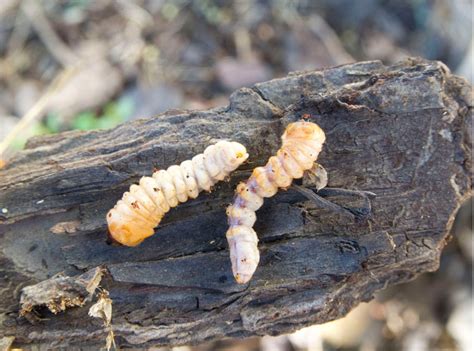 Citrus trunk borer – Pests of Bhutan