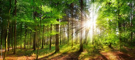 Beautiful rays of sunlight in a green forest Stock Photo | Adobe Stock