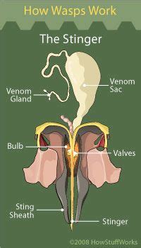 Wasp Stingers | HowStuffWorks