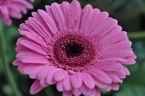 Flowers of Malaysia: Gerbera Daisy