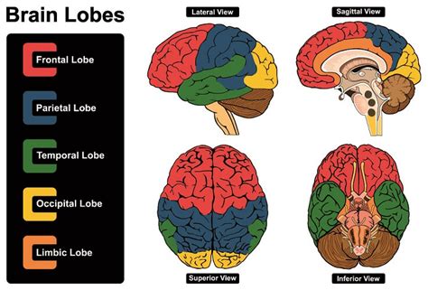 Cerebrum - The Definitive Guide | Biology Dictionary