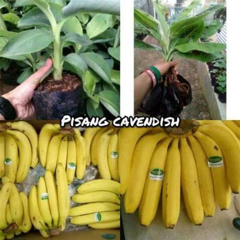 Bibit Pisang Cavendish Cocok Untuk Produktif Buah - alphaspin010