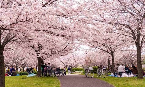 Cherry Blossom Japan | MakeMyTrip Blog