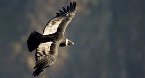 Andean Condor Facts | Anatomy, Diet, Habitat, Behavior - Animals Time