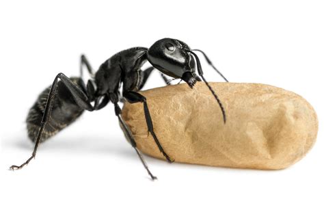 Pest ID – Black Carpenter Ants - Houseman Services