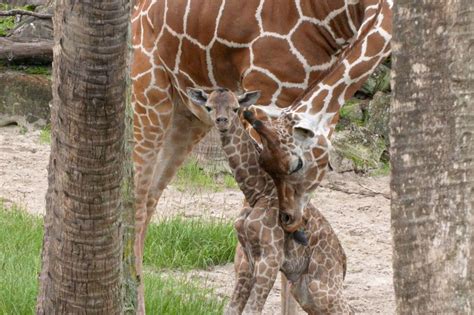 Endangered Reticulated Giraffe Born in Florida Zoo