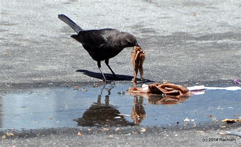 Brewer's Blackbird (California Academy of Sciences Living Roof Fauna ...