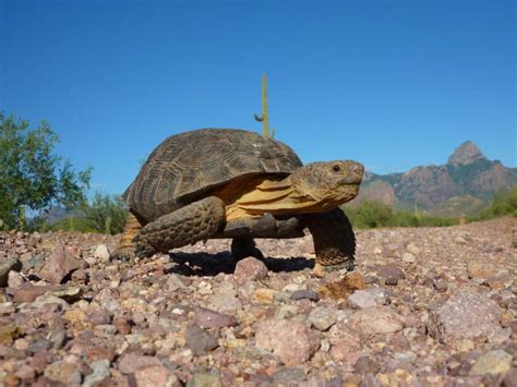 Arizona Wildlife: The Desert Tortoise