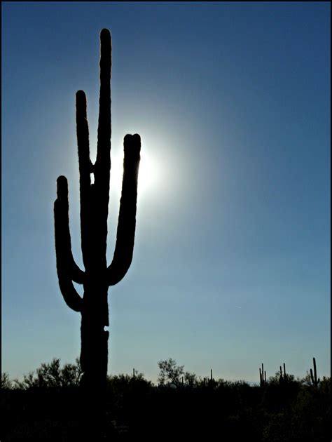 Desert Sun Desert Sun, Photography Classes, Saguaro, Digital Photography, Arizona, Okay Gesture ...