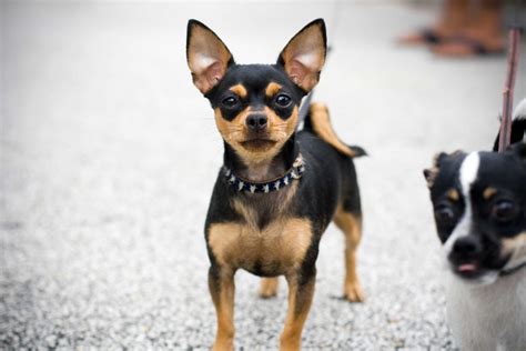 Galería de imágenes: Raza de perros chihuahua