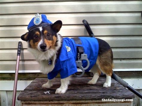 65 best images about Corgis in Costumes! on Pinterest | Arizona cactus ...