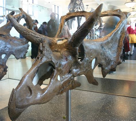 Chasmosaurus Facts, Habitat, Diet, Fossils, Pictures