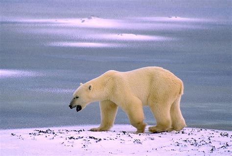 Greenland Animals Polar Bear images