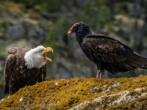 Pacific NorthWest Wildlife In the Air - kayak Birds