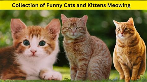 Kitten Meows But Famous Places || Must watch funny pet cat with Meow Meow Sound - YouTube