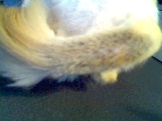 Feline Stud Tail: Not A Good Look