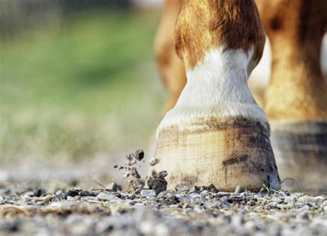 Hoof Abscess in Horses | PetMD