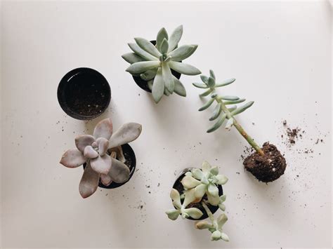 Saving Succulents from the Lowe's Clearance Rack - Living the Gray Life