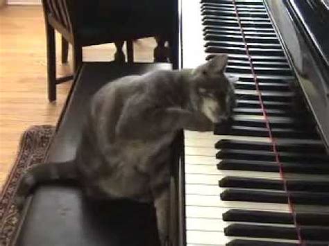 Funny Cat Commercial Playing Piano - Funny PNG