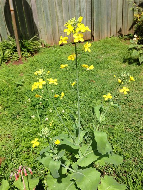 Canola Plant in Backyard