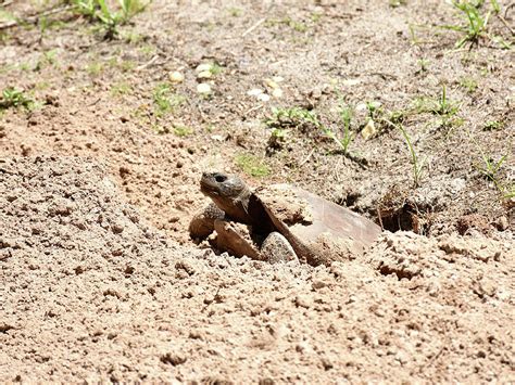 Gopher Tortoise in it's Burrow opening Photograph by Christopher Mercer - Pixels