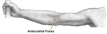 Antecubital Fossa: Definition & Anatomy - Video & Lesson Transcript | Study.com