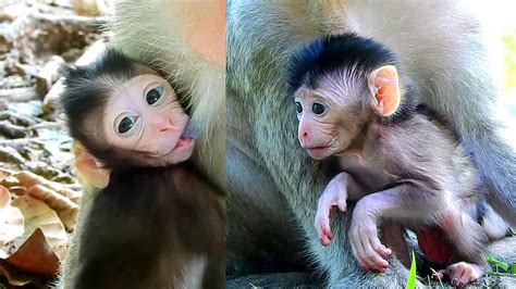 Adorable Newborn Baby Monkey With Good Mother Take Care - YouTube