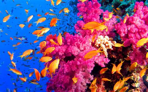 Genesis Nature Blog: Coral Reef Habitats