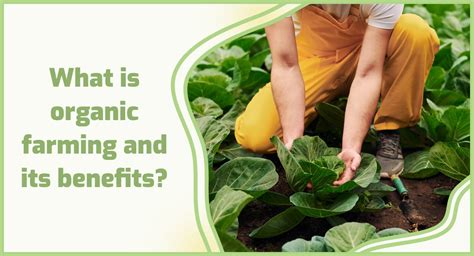 What are benefits of organic farming? 🌾