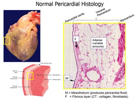 Visceral Pericardium Histology