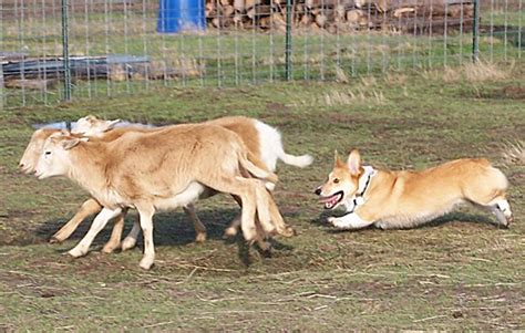 corgi-herding | Baby Animal Zoo