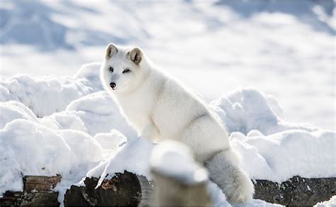 10 Animals Found In Greenland - WorldAtlas