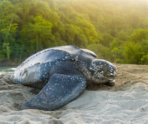 Leatherback Sea Turtle (Dermochelys coriacea) - ANGARI Foundation