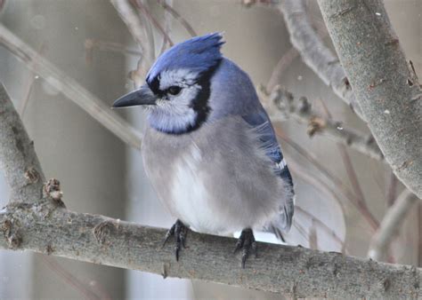 Blue Jay Photo by Nancy Hamilton | Blue jay, Pet birds, Birds