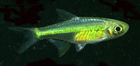 Kubotai Neon Green Rasbora - TRiN's Tropical Fish