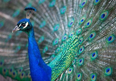 Peacock Symbolism & Meaning (+Totem, Spirit & Omens) | World Birds