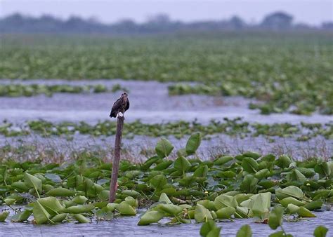 Kissimmee Chain of Lakes Fish, Wildlife and Habitat Management Plan | FWC