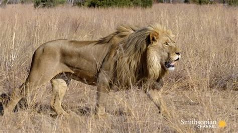 How Lions Choose Their Prey Smithsonian Magazine