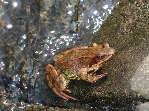 Goldfish disease threatens British frogs - Country Living Magazine UK