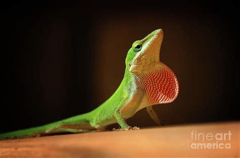 Green Anole Lizard With Inflated Red Dewlap Photograph by Bruce Lemons - Fine Art America