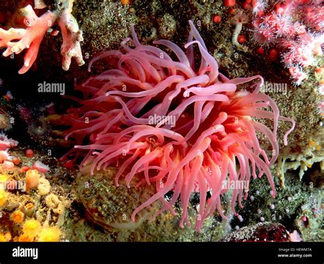 Sea anemones are a group of water-dwelling, predatory animals of the order Actiniaria. They are ...