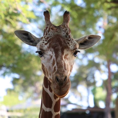 Giraffe Herd Update | Reid Park Zoo