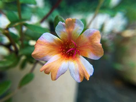 Portulaca Flower Beautiful - Free photo on Pixabay - Pixabay