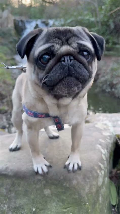 Pug Dog Gets MAD! 🤬 Funny Pug Barking #pug #funny #dog #barking - YouTube