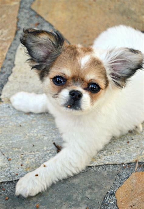 Chihuahua X Shih Tzu Puppies For Sale - Pets Lovers