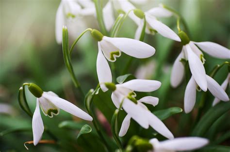 How to Grow and Care for Snowdrop Flower - Trendradars Latest