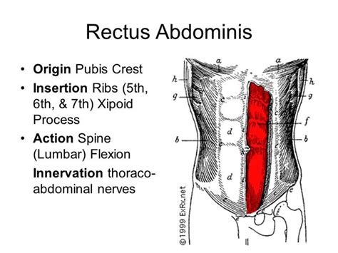 rectus abdominis origin and insertion - Google Search | Anatomy education, Human anatomy and ...