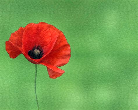 Poppy,flower,watercolor,watercolour,painting - free image from needpix.com