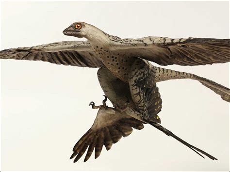 Image - Microraptor (2).jpg | PaleoPlanet Wiki | Fandom powered by Wikia