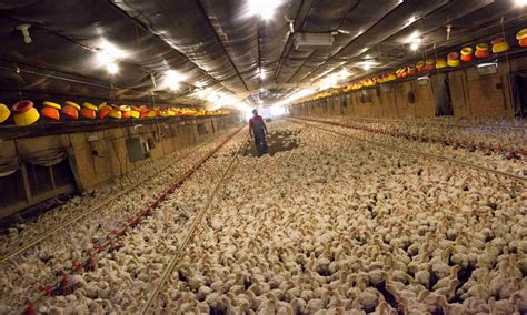 Factory farming divestment: what you need to know | Guardian ...